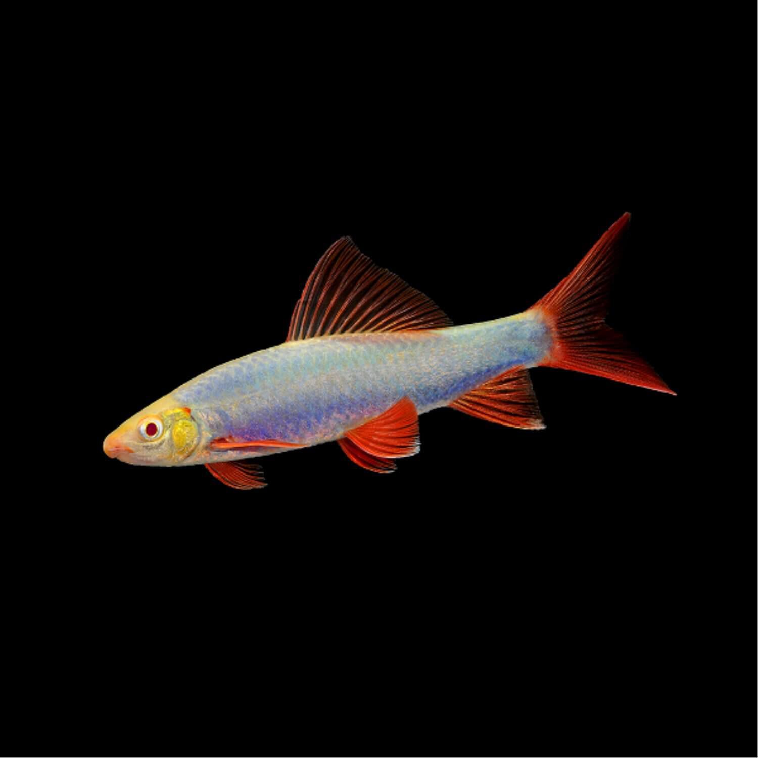 Glofish Sharks