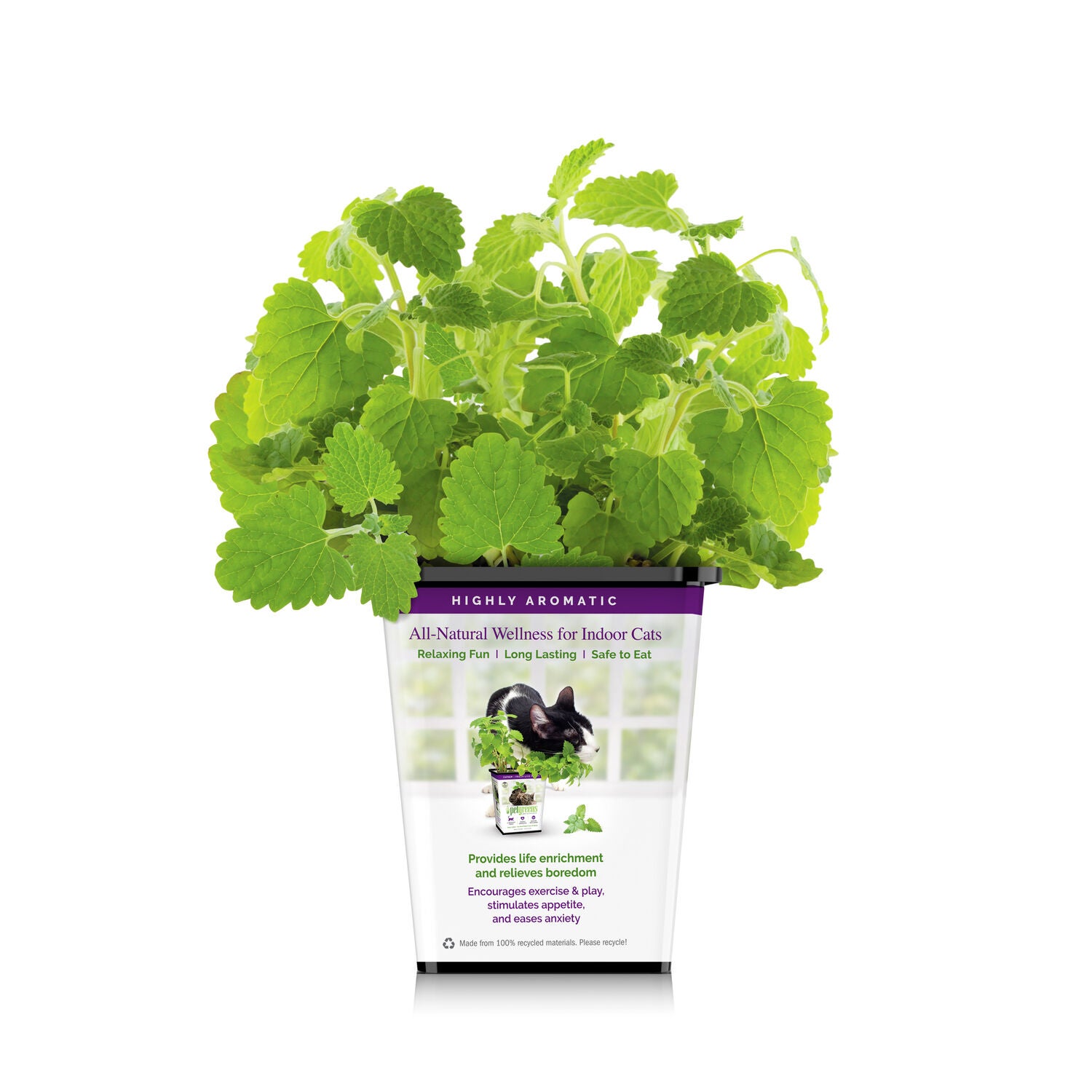 Pet Greens Live Catnip Cat Treat