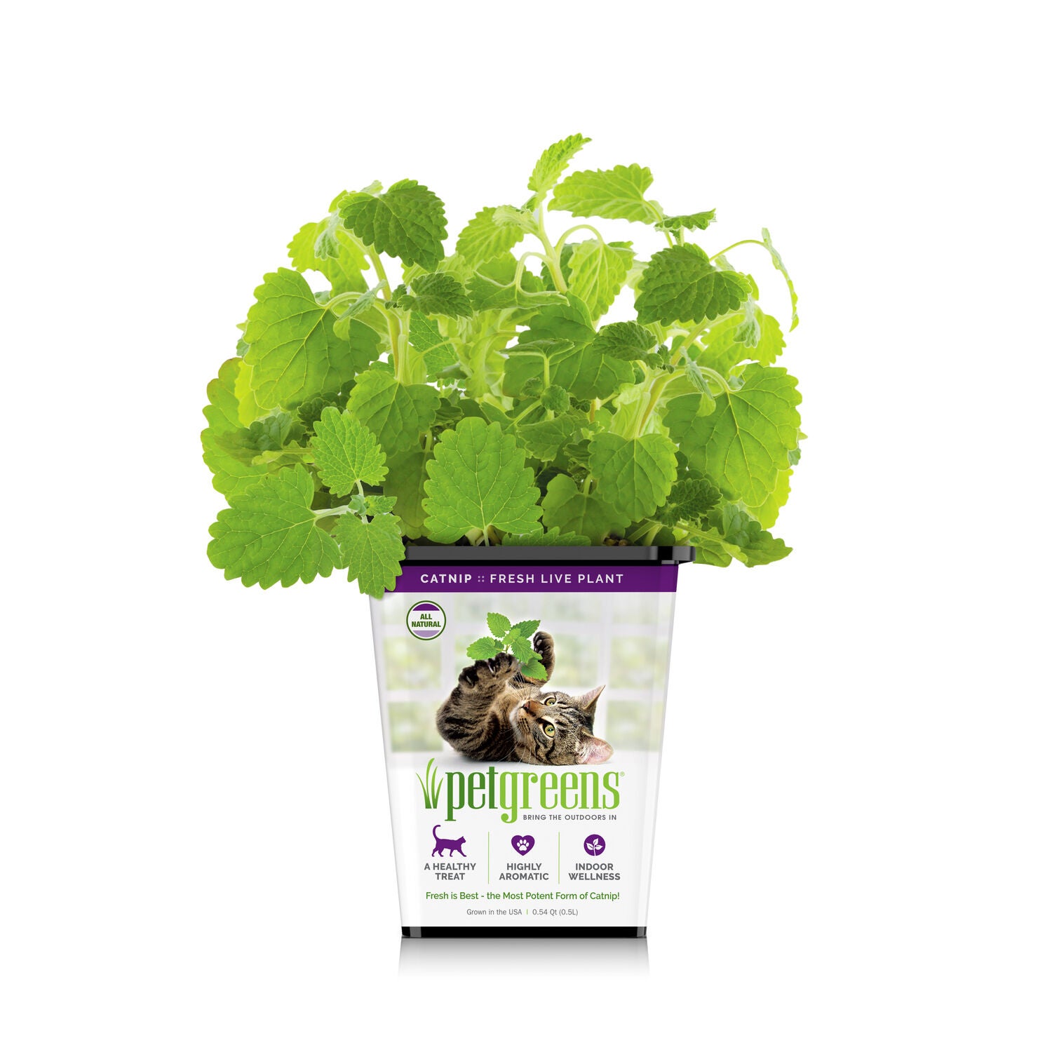 Pet Greens Live Catnip Cat Treat