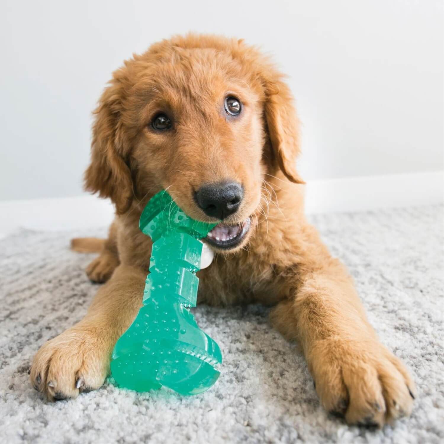 Kong Squeezz Dental Stick Teeth Cleaning Dog Toy, Medium