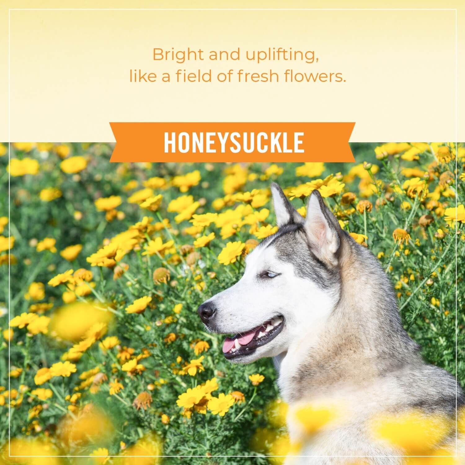 Skout's Honor Probiotic Honeysuckle Daily Use Dog & Cat Deodorizer, 8-Fl Oz Bottle