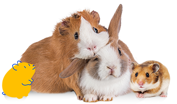 Two guinea pigs, one rabbit, and a hamster with a yellow cartoon guinea pig, a Pet Supermarket peticon, on a light background.