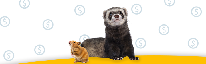 A cozy scene featuring a hamster and ferret, set against a light background with dollar illustrations.