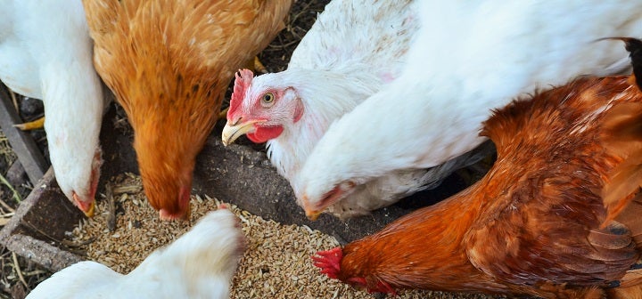 Farm & Feed