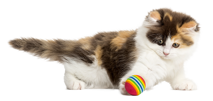 Small calico kitten batting a rainbow toy ball
