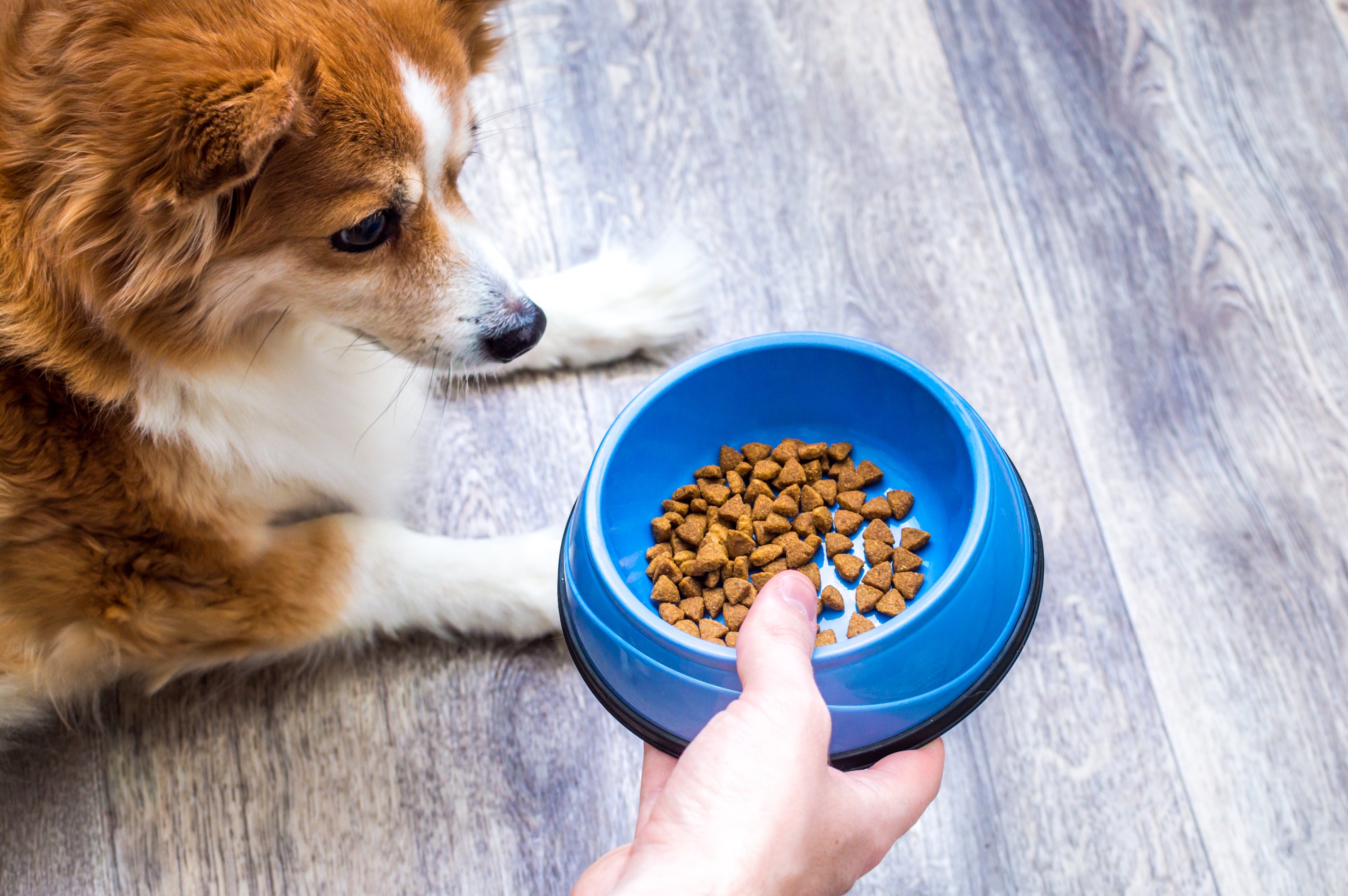 What To Feed a Dog With a Sensitive Stomach
