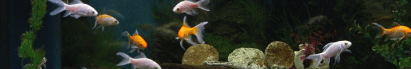 An animated GIF of various colorful fish, including goldfish and other species, swimming around a decorated aquarium with plants and rocks.