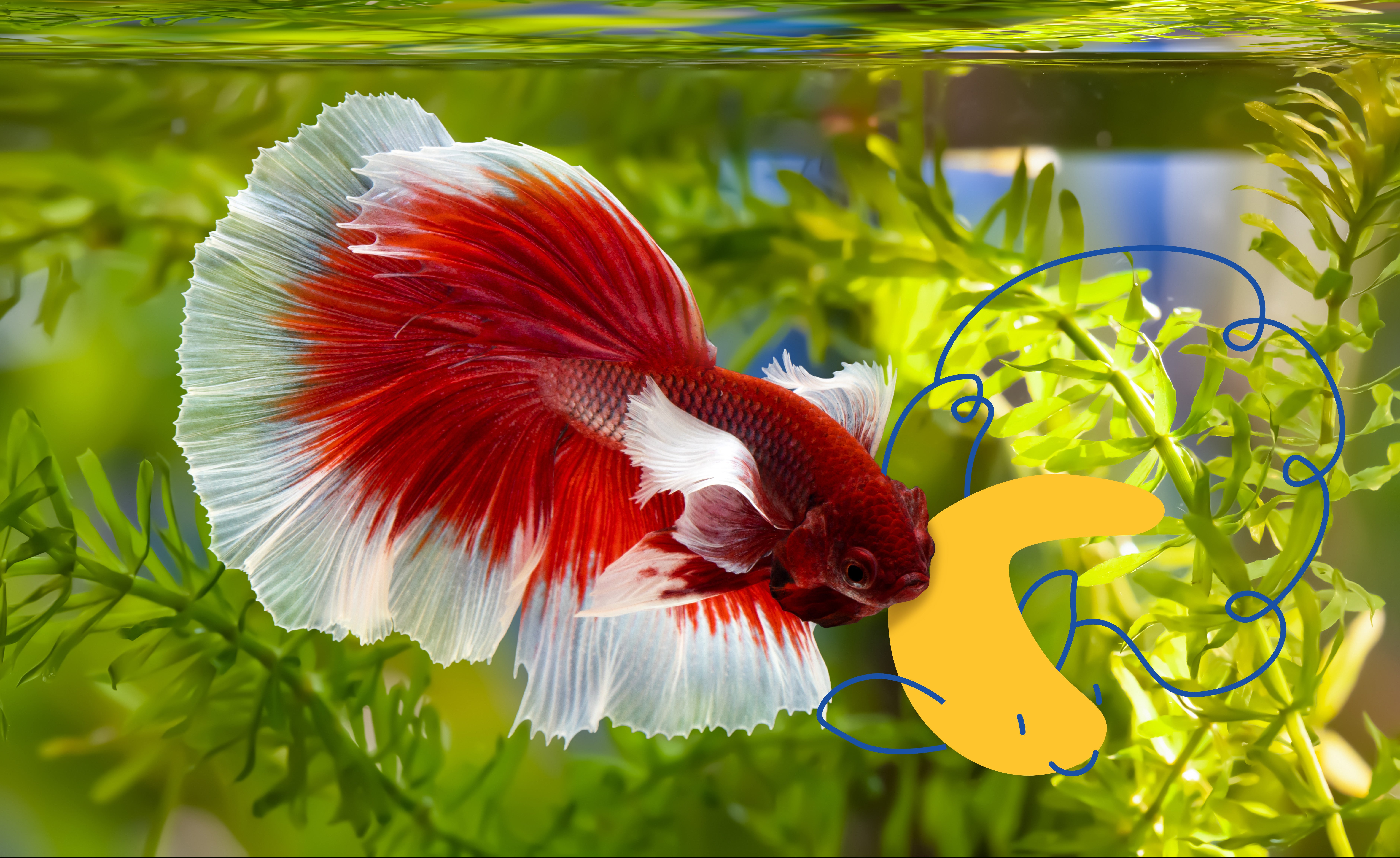 A vibrant red and white betta fish swimming among green aquatic plants with a simple yellow doodle of a fish overlay.