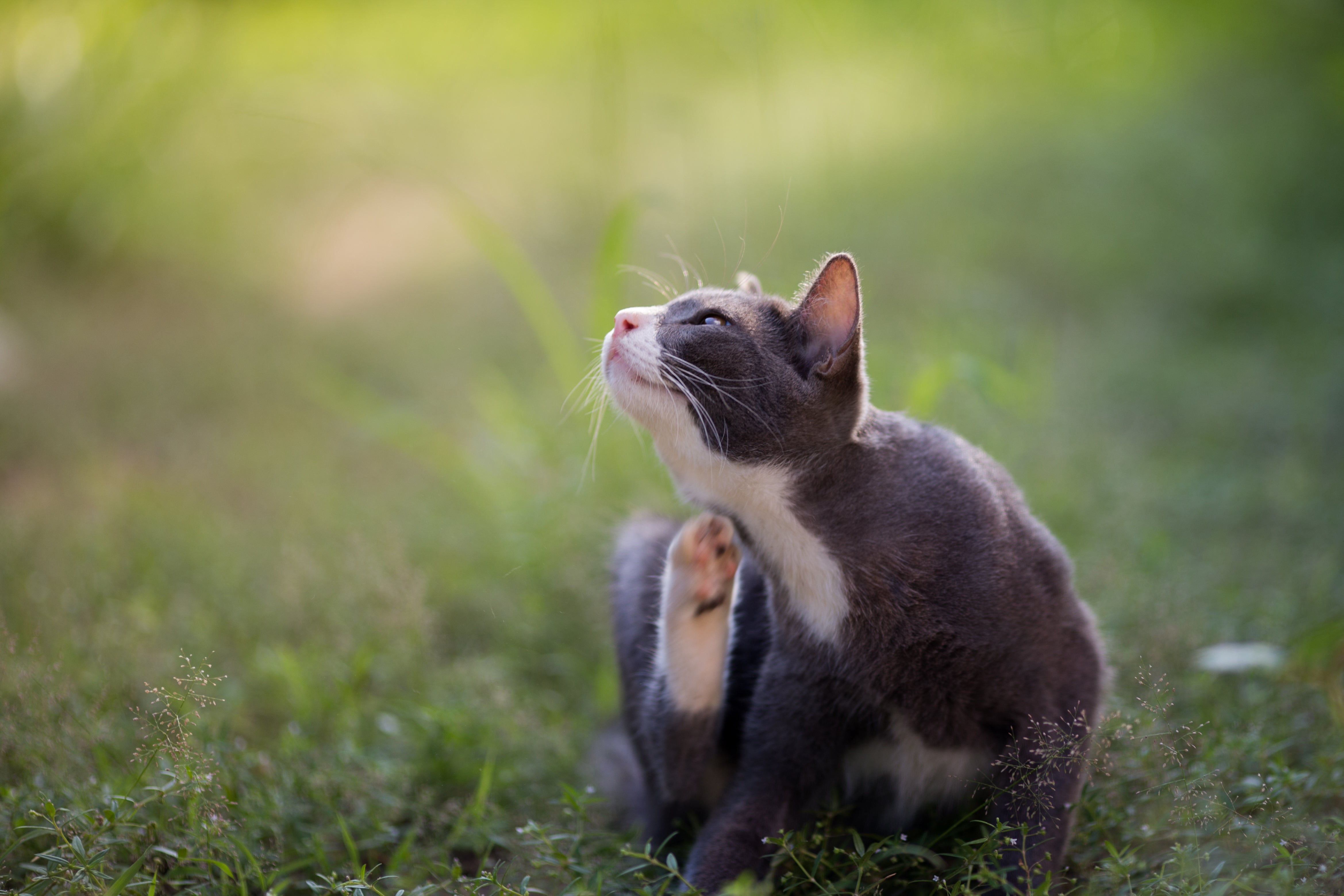 A grey and white cat scratching itself in the grass.