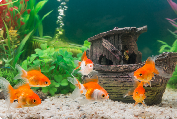 A group of goldfish swimming in a tank decorated with green plants and a small shipwreck ornament.