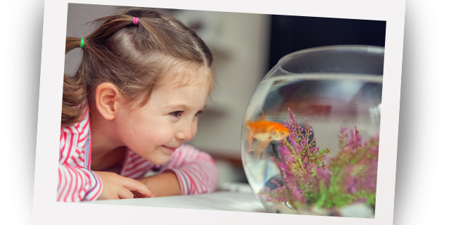 Fish New Pet