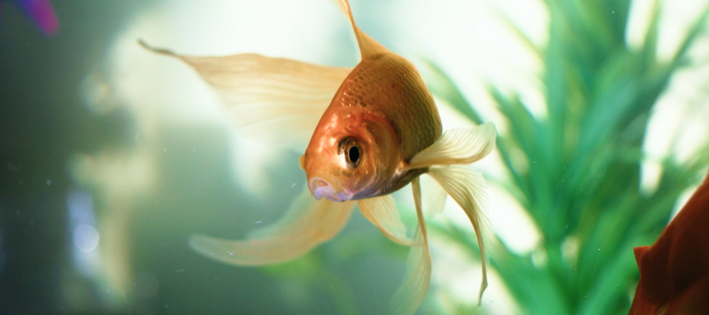 A goldfish with flowing fins swimming in a tank with a green and white blurred background.