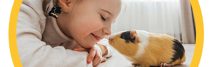 young girl smiling on the floor with a calico colored Guinea Pig sniffing her nose both inside a yellow semicircle