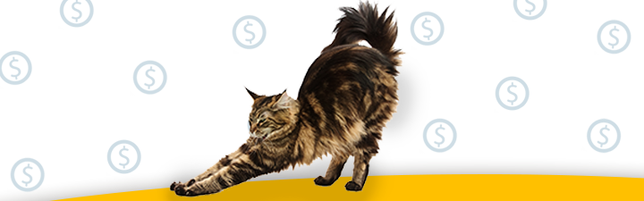 A happy tortishell cat stretching on a light background decorated with floating dollar signs.