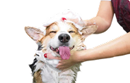 A happy dog with its eyes closed and tongue out is being bathed, covered in suds while a person gently scrubs its head with soapy hands.