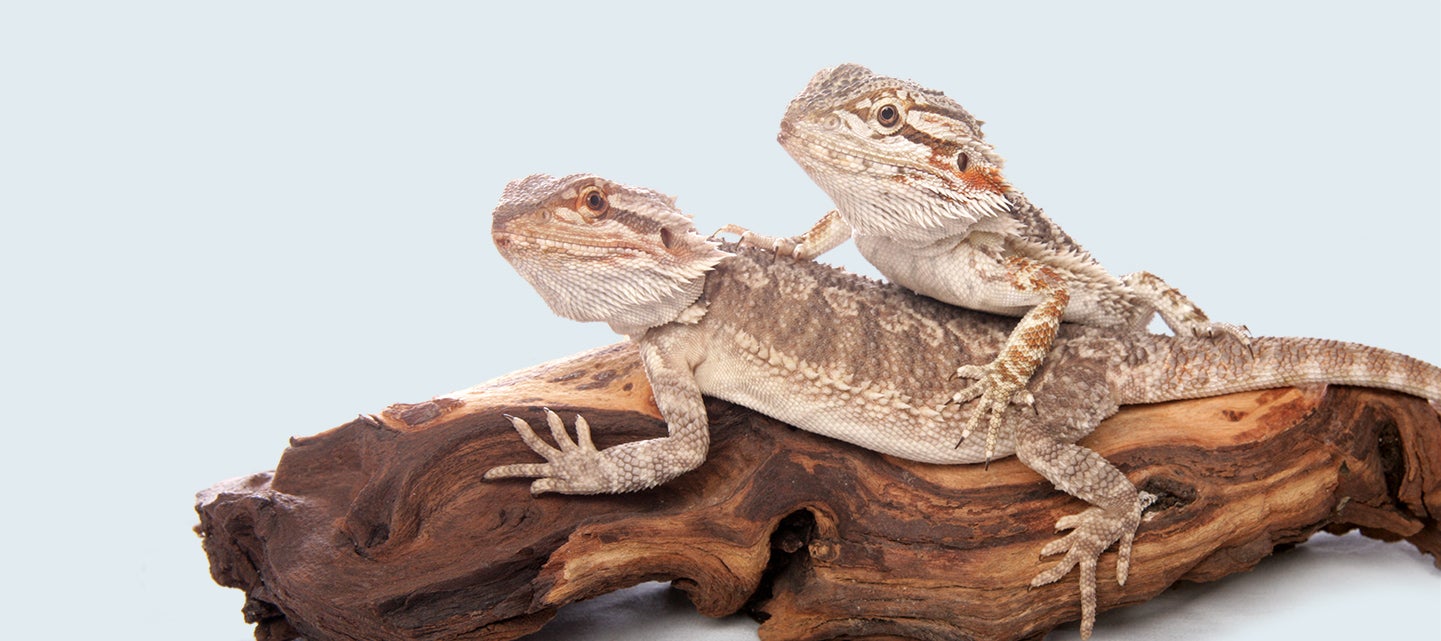 A bearded dragon with orange and brown scales is perched on a piece of wood. Next to it is a yellow Pet Supermarket Peticon lizard illustration, creating a whimsical scene.