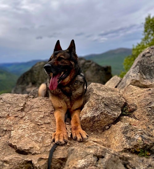 K-9 Mino on mountain