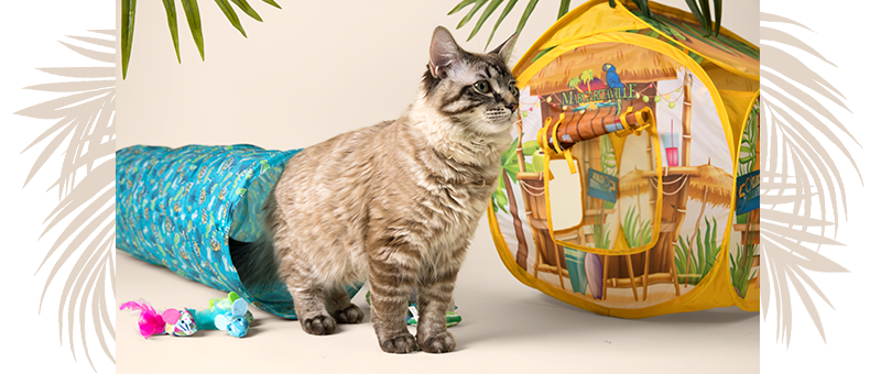 Margaritaville Dog & Cat Toys