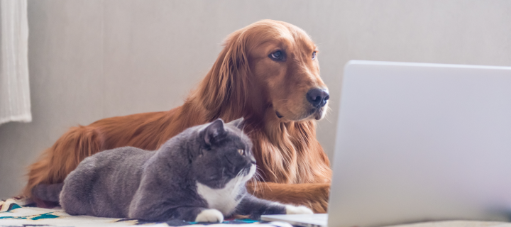 A Golden Retriever and a gray and white cat lying on a bed, both attentively looking at the screen of an open laptop in front of them.