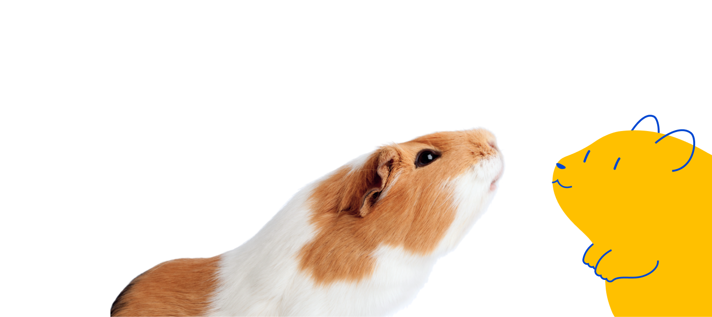 A tan and white guinea pig interacting with a cartoon Guinea Pig, a Pet Supermarket peticon