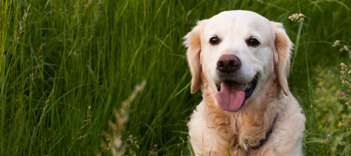 A Golden Retriever sitting in a field of tall green grass, looking at the camera with its tongue out.