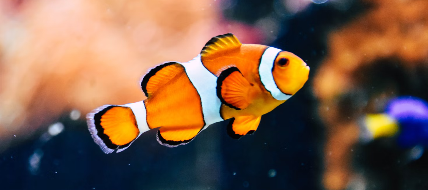 A clownfish with orange, white, and black stripes swimming in a tank with a blurred colorful background.