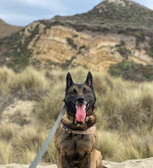 K-9 Bob on mountain