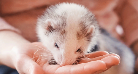 A ferret sniffing food or treats in a person's hand.