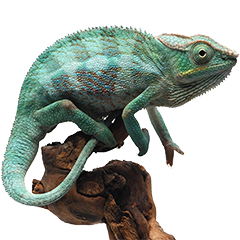 Reptile