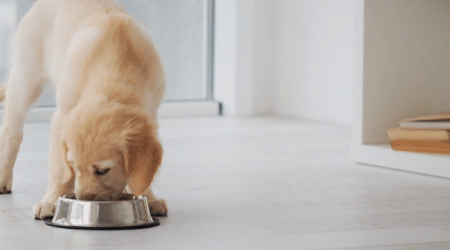 Puppy eating food topper