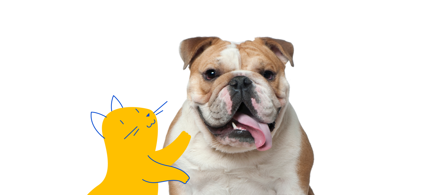 A Pet Supermarket cat peticon playfully reaching towards an English Bulldog, which is sitting with its tongue out.
