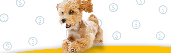 A happy puppy dog with floating dollar signs.