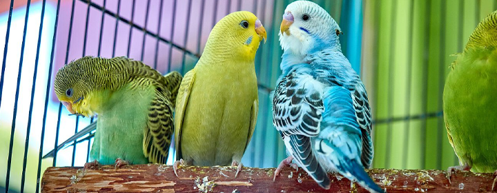 Three parakeets perched on a wooden branch inside a birdcage. The parakeet on the left is green and yellow, the middle one is yellow, and the one on the right is blue and white.