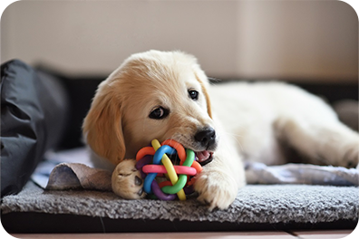 Puppy chewing toy