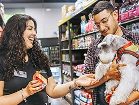 Pet supermarket associate saying hello to grey small dog being held by a man with glasses on inside of a pet supermarket store