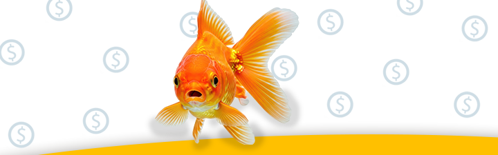 A vibrant goldfish swimming with floating dollar signs.