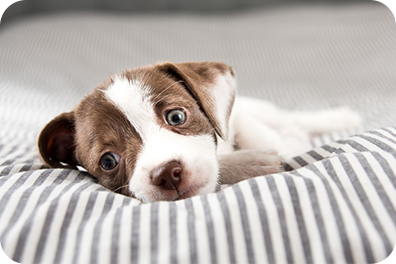 Puppy in soft bed