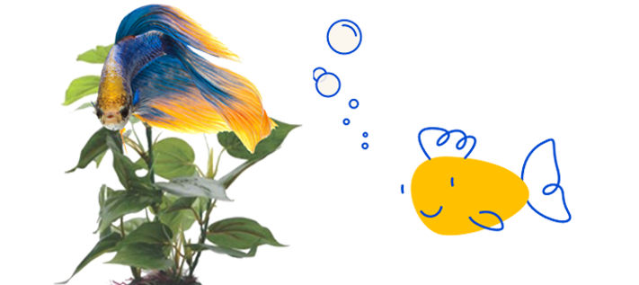 A betta fish with a yellow cartoon fish with blue fins, a Peticon.