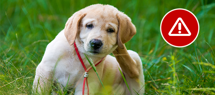A puppy scratching itself in the grass with a red alert icon in the top right corner.
