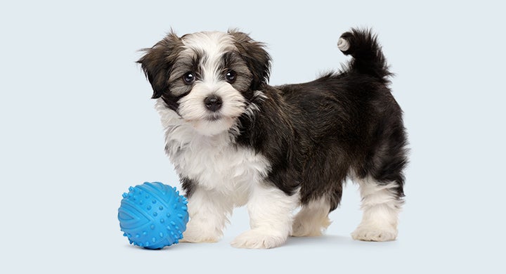 Puppy with a blue ball