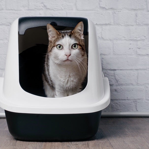 A cat in a white and black litter box.