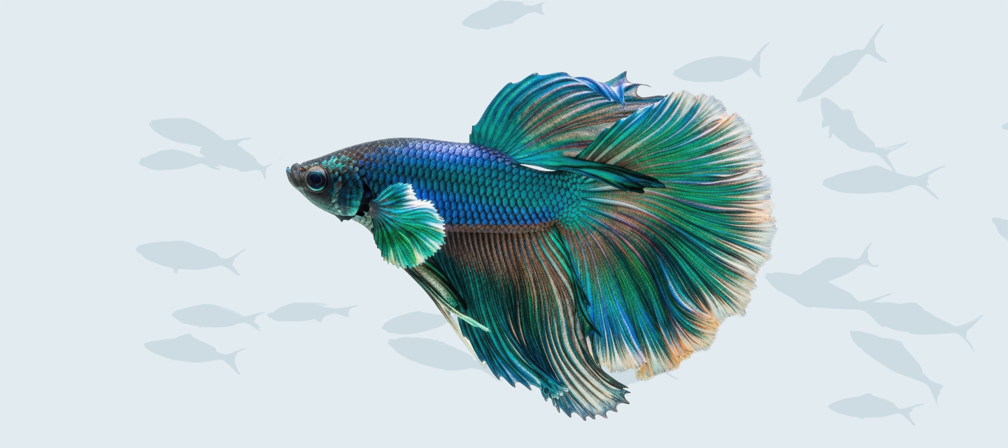 Blue betta fish