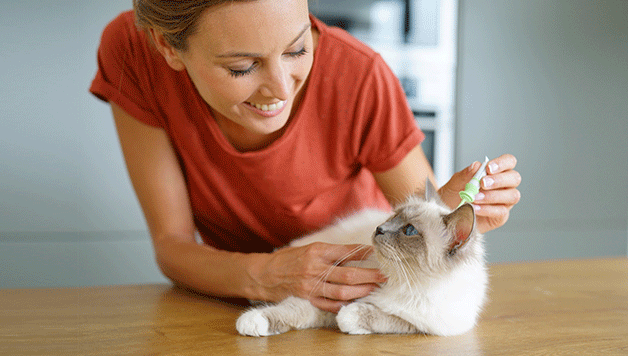 A woman applying flea treatment to a cat with the text "Preventative Care "