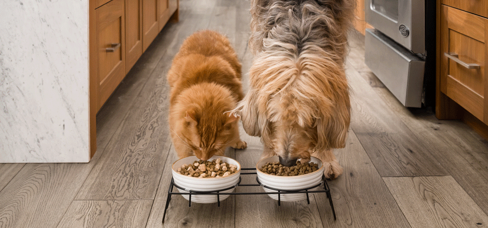 Cat and dog eating out of raised white bowls in a kitchen