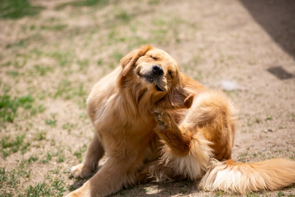 A golden retriever scratching itself while sitting on the ground outdoors.
