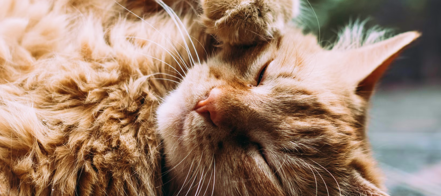 A  close-up of an orange tabby cat sleeping peacefully with its eyes closed and head resting on its paw.