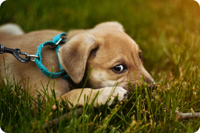 A small puppy with a blue collar is lying in the grass, looking at something off-camera.