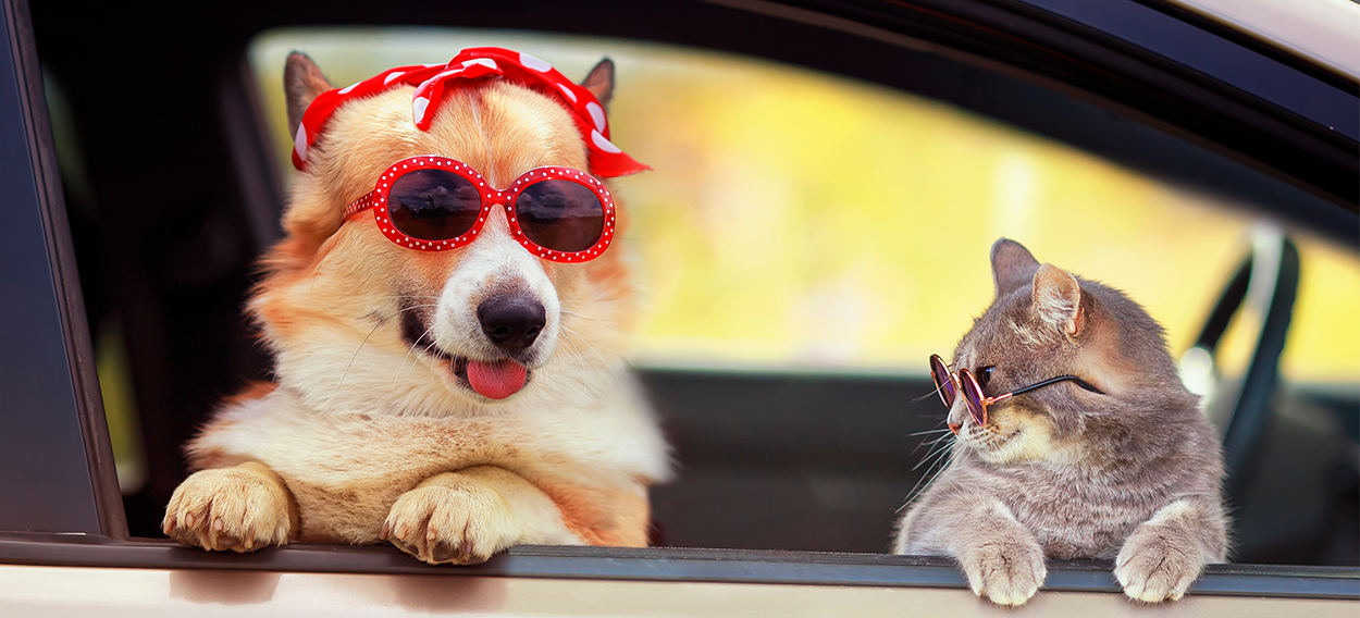 A corgi wearing red sunglasses and a red headband is leaning out of a car window. Next to the corgi is a grey cat also wearing red sunglasses.