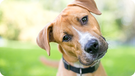 Dog with spots, head tilted