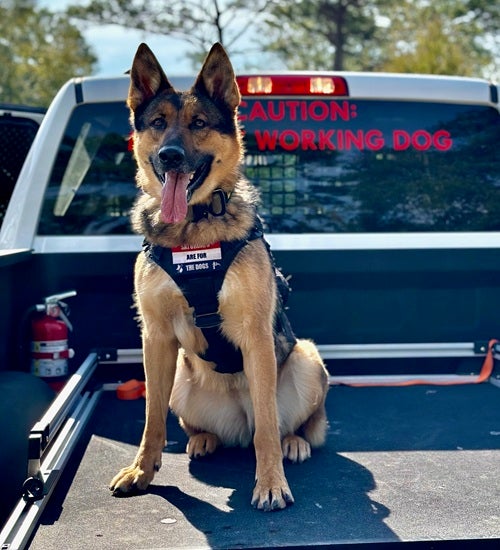K-9 Reggie in the back of a truck